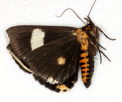 Fodina ostorius