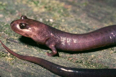 Red Hills Salamander photo 2