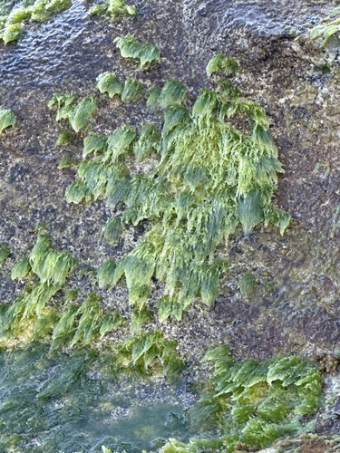 Chaetomorpha antennina observed 2025-08-23