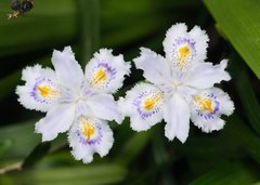 Iris japonica