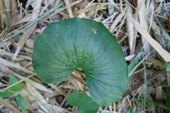 Nervilia concolor