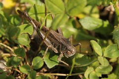 Platycleis grisea
