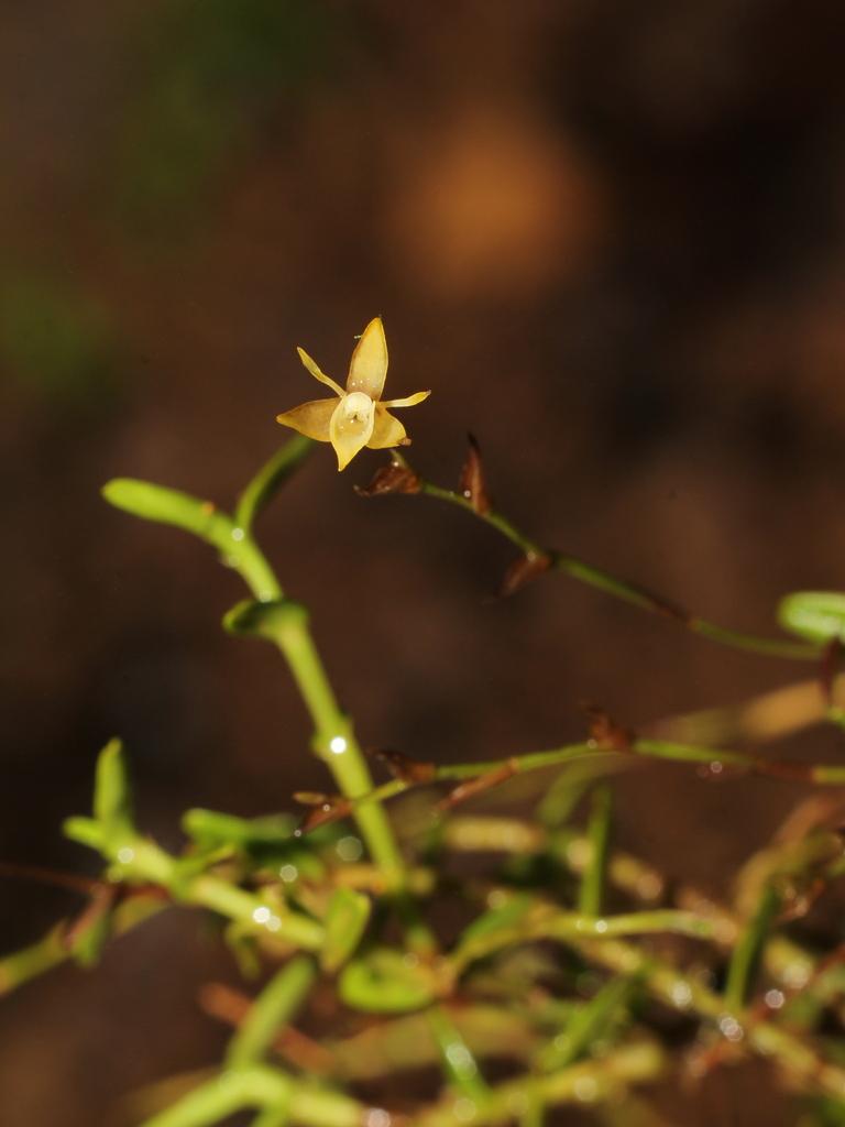 Epidendrum astroselaginella Hágsater & E.Santiago 2