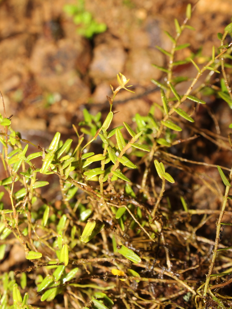 Epidendrum astroselaginella Hágsater & E.Santiago