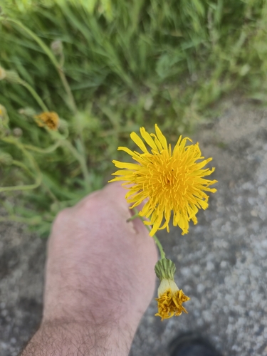 Smooth Field Sowthistle
