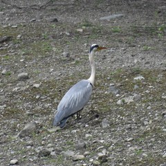 Ardea cinerea