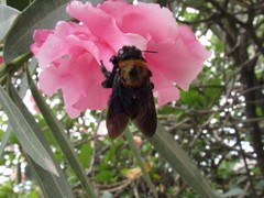 Xylocopa rufidorsum
