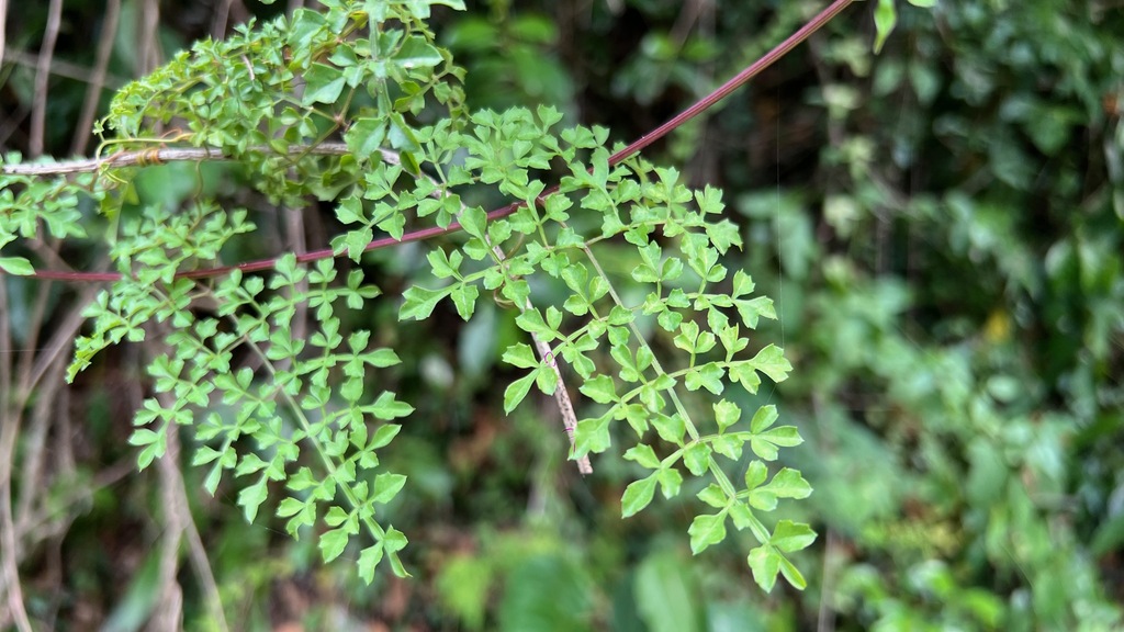 Serjania filicifolia
