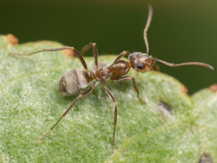 Formica lepida