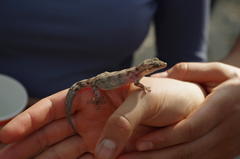 Phyllodactylus reissii