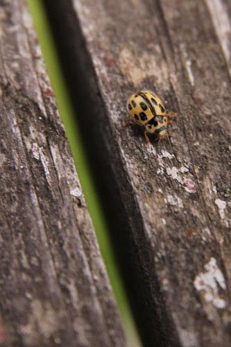 lienka štrnásťbodková (Propylea quatuordecimpunctata)