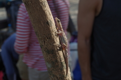 Phyllodactylus reissii