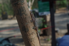 Phyllodactylus reissii