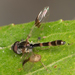 Western Band-winged Hover Fly - Photo no rights reserved, uploaded by Jesse Rorabaugh