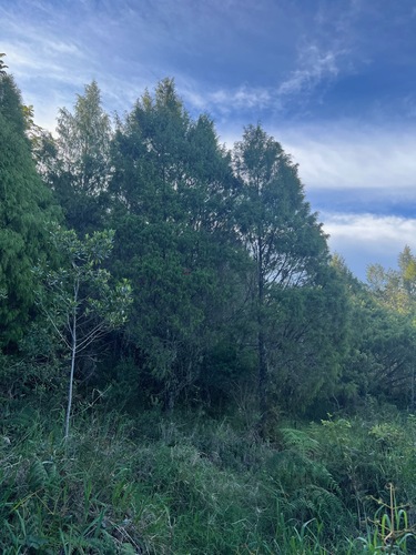 Hispaniolan juniper (Juniperus gracilior)
