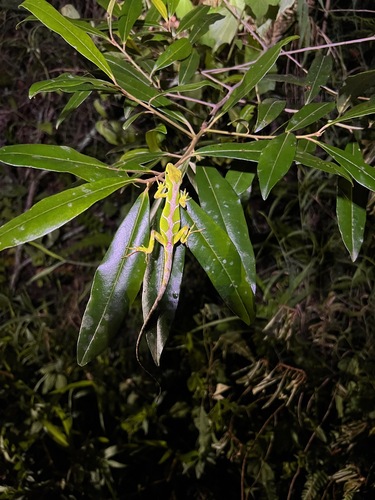 Fowler's Anole, Anolis fowleri