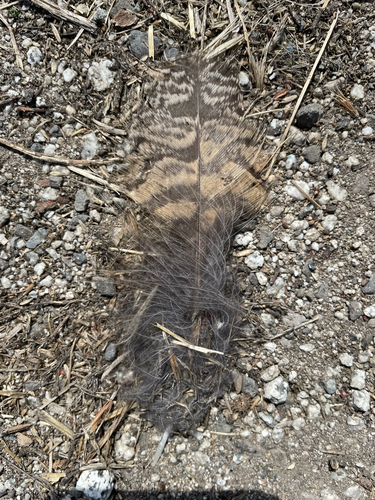 View observation of {o.common_name} on iNaturalist
