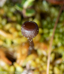 Monilinia