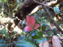Vaccinium emarginatum