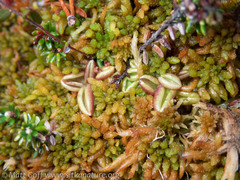 Pinguicula villosa