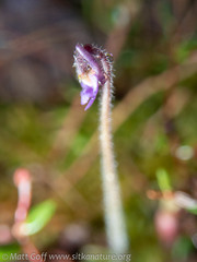 Pinguicula villosa
