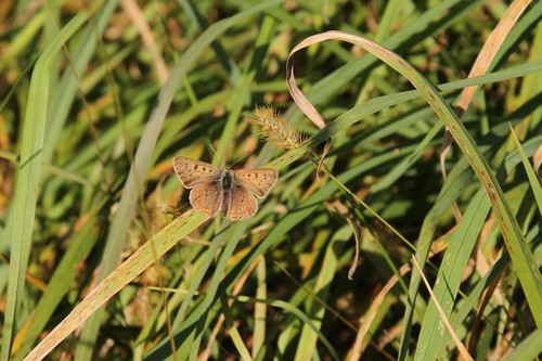ohniváčik čiernoškvrnný (Lycaena tityrus)