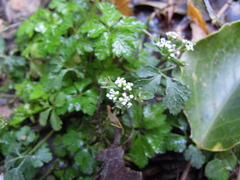 Sanicula petagnioides