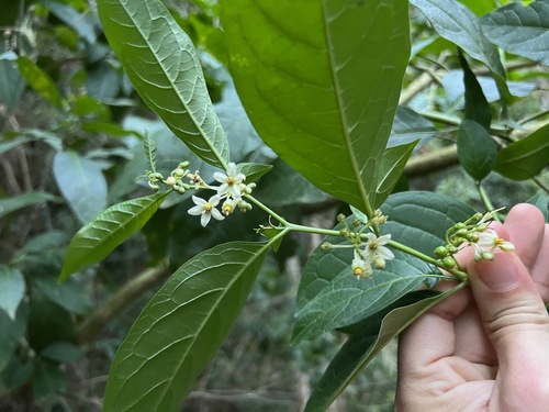 Forest nightshade (Solanum nudum)