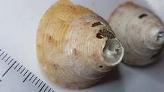 Calliostoma granulatum