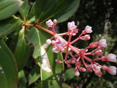 Medinilla formosana
