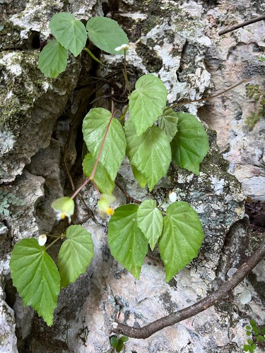 Begonia brachypoda (Begonia brachypoda)
