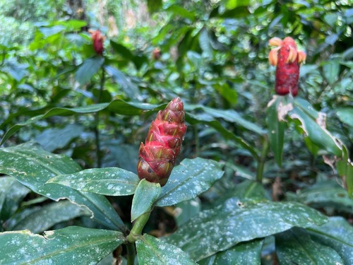 Costus scaber, photograph 5