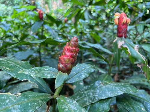 Costus scaber, photograph 6