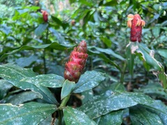 Costus scaber, photograph (c) Marcos Rodriguez Bobadilla, some rights reserved (CC BY)