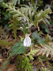 Rungia chinensis
