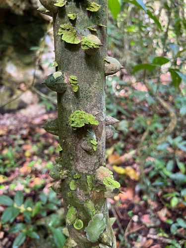 white pricklyash (Zanthoxylum martinicense)