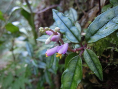 Polygala arcuata