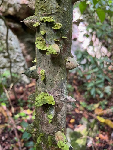 Zanthoxylum martinicense, photograph 5