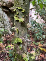 Zanthoxylum martinicense, photograph (c) Marcos Rodriguez Bobadilla, some rights reserved (CC BY)