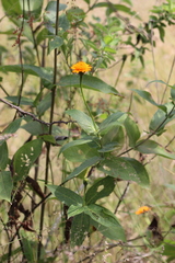 Lasianthaea macrocephala