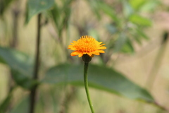 Lasianthaea macrocephala