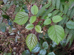 Rubus wallichianus