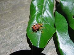 Agomadaranus pardaloides