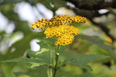 Verbesina greenmanii