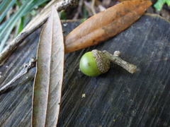 Lithocarpus dodonaeifolius