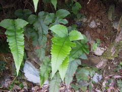 Stegnogramma wilfordii