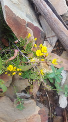 Bossiaea foliosa