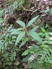 Lysimachia ardisioides