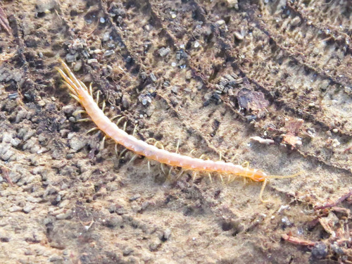 Scolopendromorpha