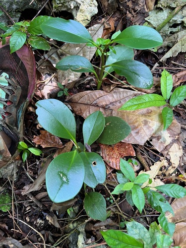 Peperomia magnoliifolia, photograph 6